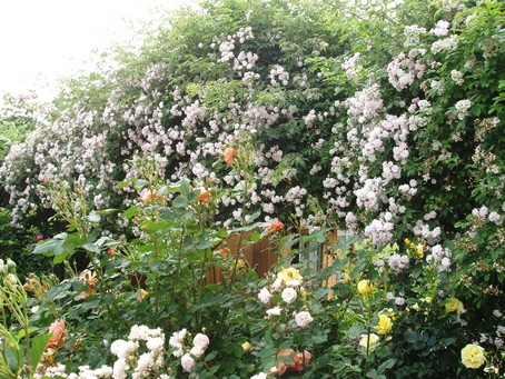 Taillis de roses  Diebolsheim, en alsace